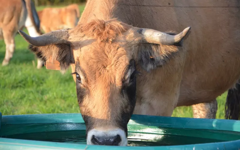 挽回前男友攻略：适合挽回金牛座的方法，超高几率挽回！