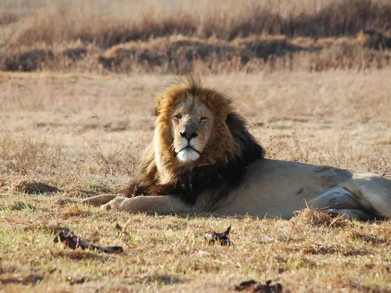 分手挽回男友策略：想挽回狮子男你得这样做