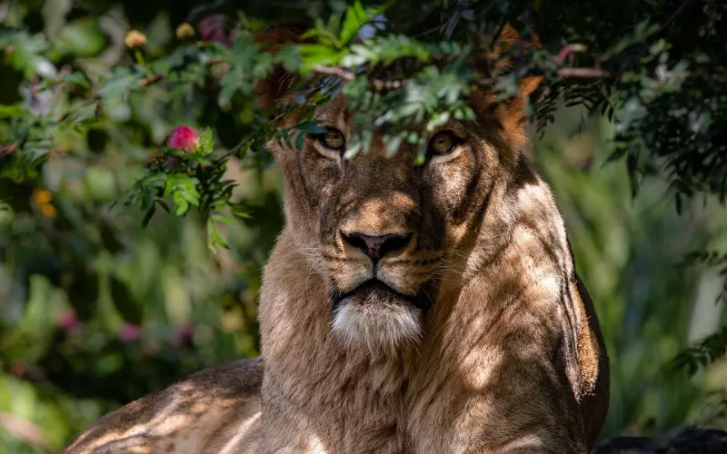 挽回前男友攻略：狮子男决定分手还能挽回吗