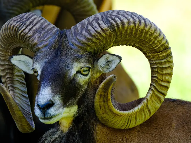 挽回前男友攻略：如何挽回白羊座男生的心？白羊的心从这里开始