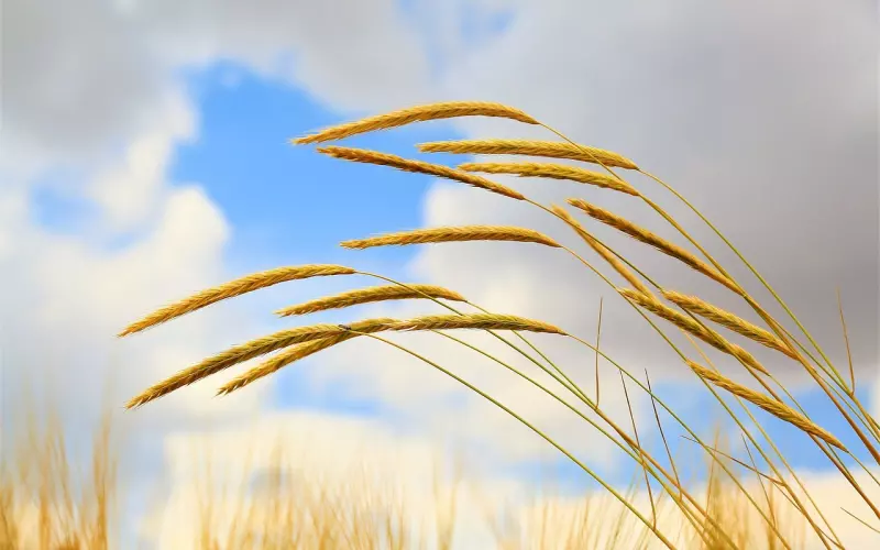 挽回攻略：让处女男爱上你的绝招，挽回处女座全攻略