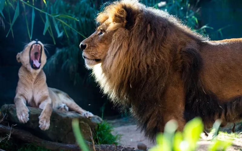 挽回女友攻略：怎么才能提高挽回狮子女的成功率