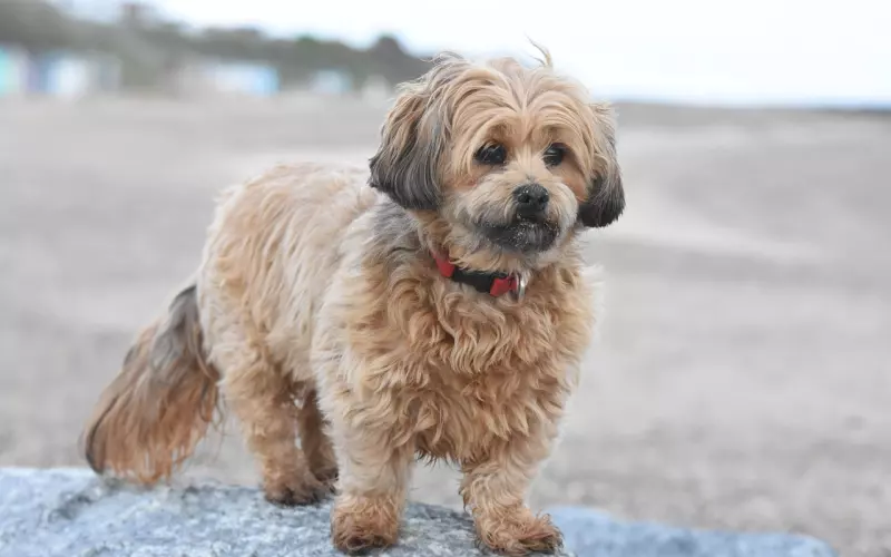 学员大雄：咨询体会（挽回女友）