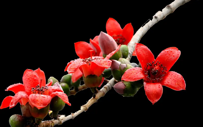 【成功案例】木棉花开