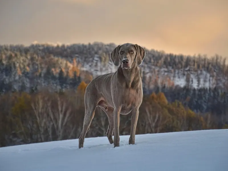 成功案例-只挽回不上位