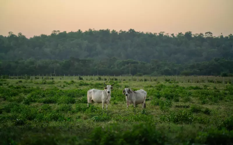 成功挽回金牛座男友：镀金金牛不吃回头草？挽回金牛男之种草技