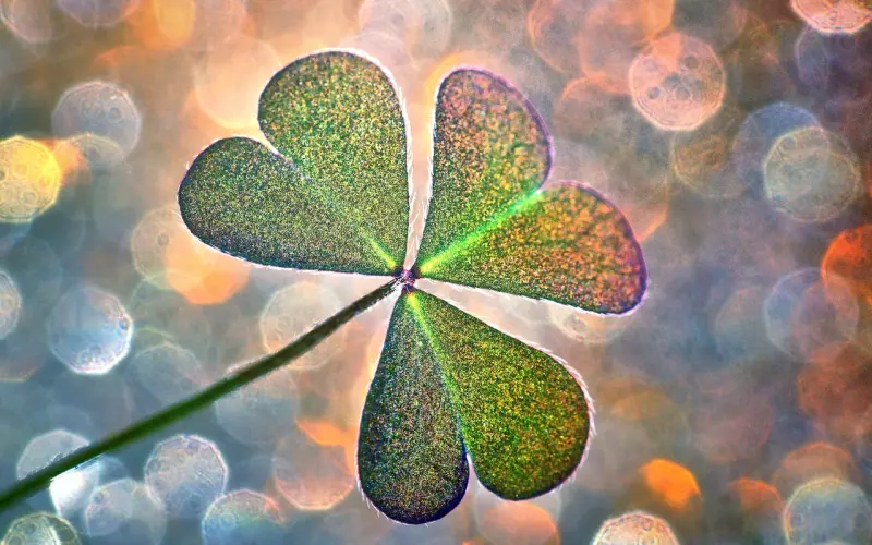 苦于不知如何挽回爱情？教你一招——四入挽回法