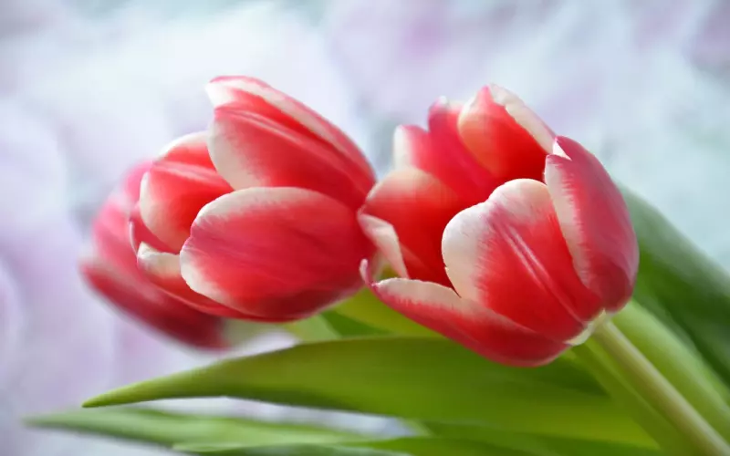 泰正佛堂-8月3日皇家寺庙补财库法事