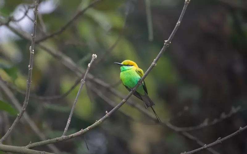泰正佛堂—古巴磐石第七期食人虎预定