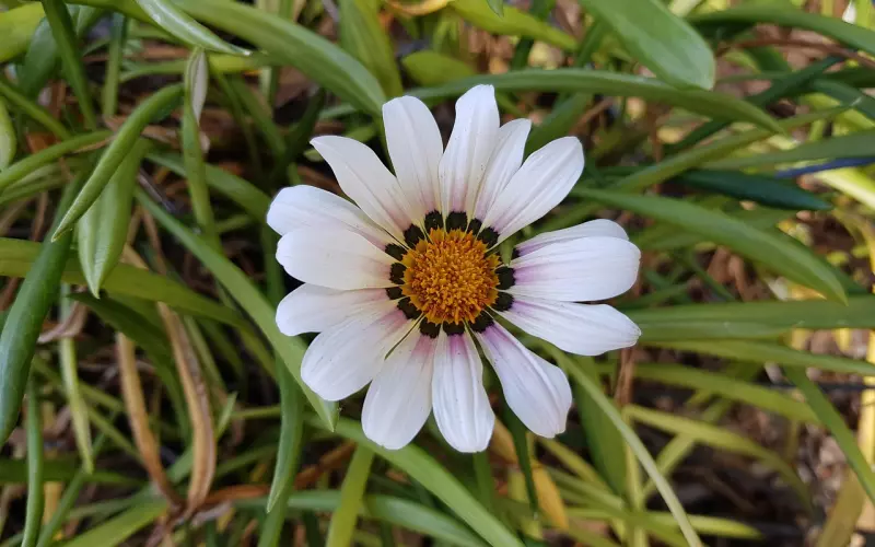 泰正佛堂-2月23日 万佛起运 逆转乾坤全能三合一大法事