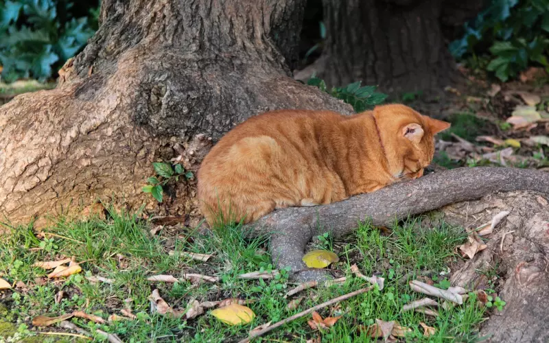 泰正佛堂-1月27日 万佛起运 逆转乾坤全能三合一大法事