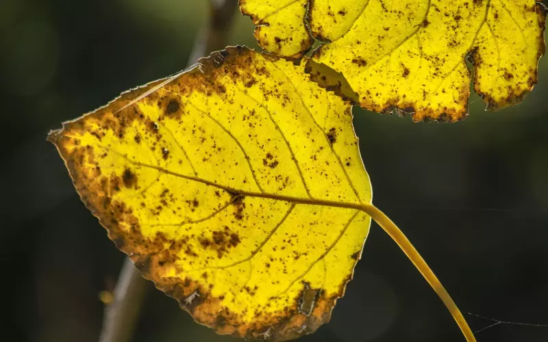 泰正佛堂-10月24日龙婆缇蜡烛预定