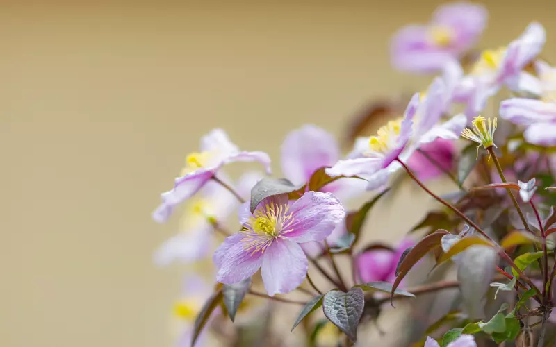 泰正佛堂—龙莲寺2020年化太岁预定