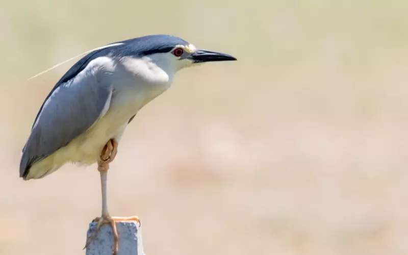 泰正佛堂-11月23日皇家寺庙补财库法事