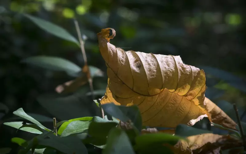 泰正佛堂-10月22日皇家寺庙补财库法事