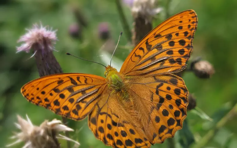 泰正佛堂-皇室御用法师阿赞里法事