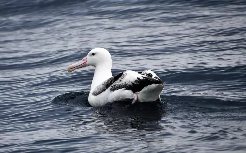 泰正佛堂-皇家寺庙补财库法事