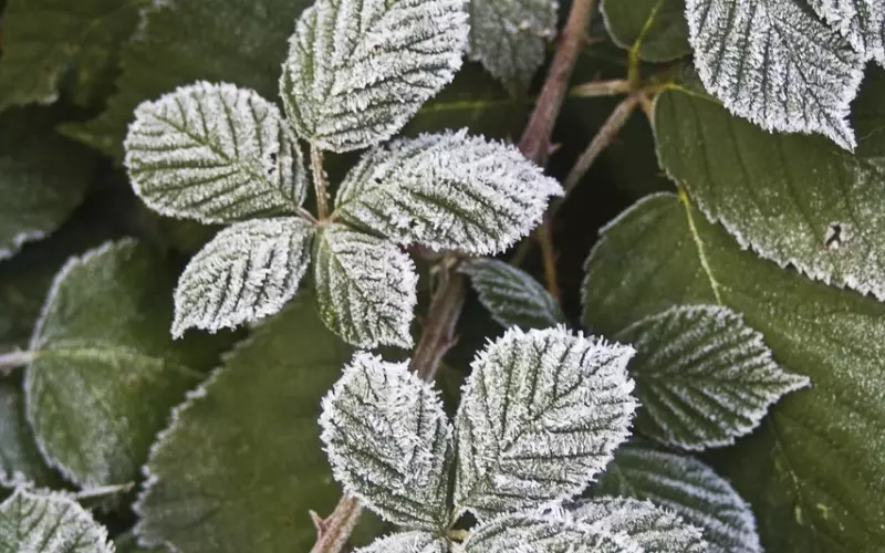 泰正佛堂-11月2日太岁灯大法会