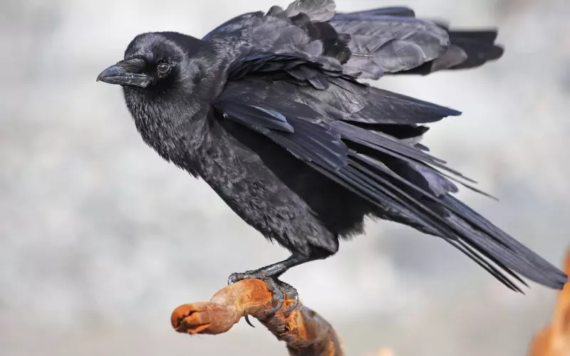 唐艺昕产女惹众人羡：原来幸福的婚姻可以这样预见