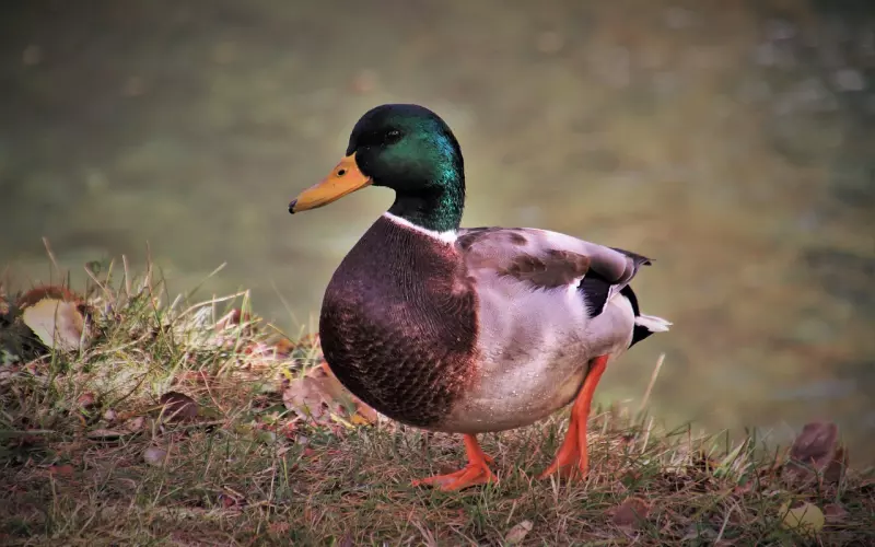 教你怎么在国庆节表白