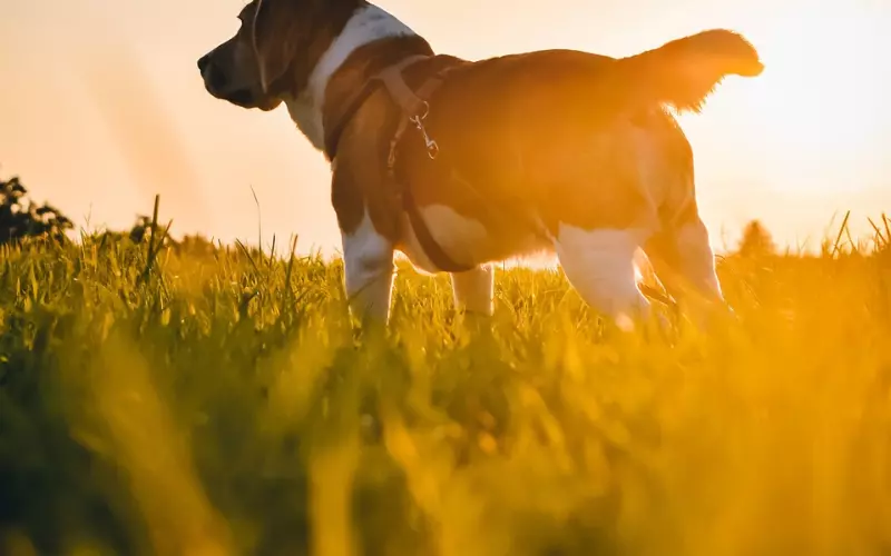 教你怎样在朋友圈假装有女朋友 单身狗这些是很难被看出破绽!
