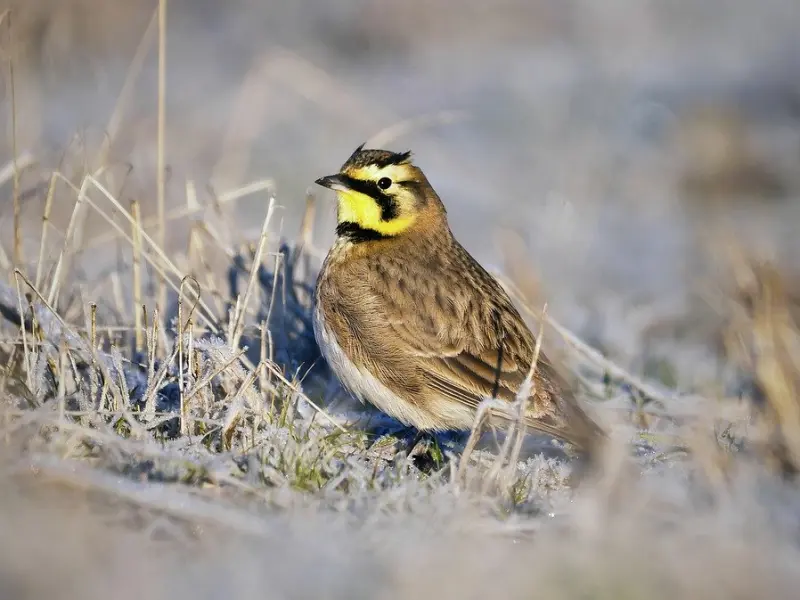 教你慧眼识渣男