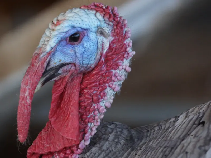 教你怎么挽回射手座的男朋友：良心的挽回建议给你