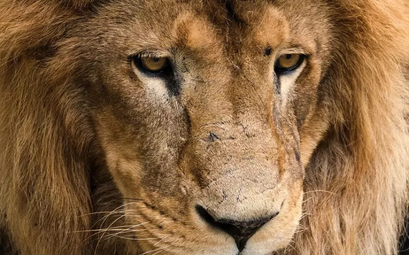 教你高效挽回狮子恋人：让高傲的狮子低下头摘下皇冠挽回你！