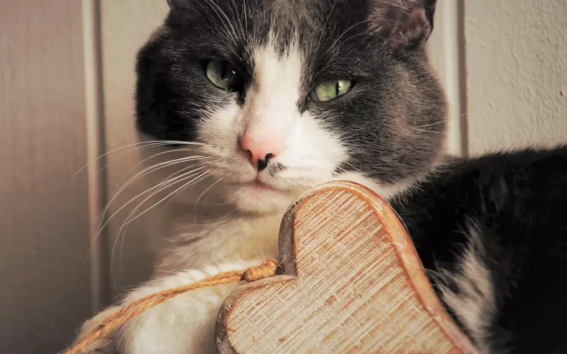 教你如何挽回男朋友的心