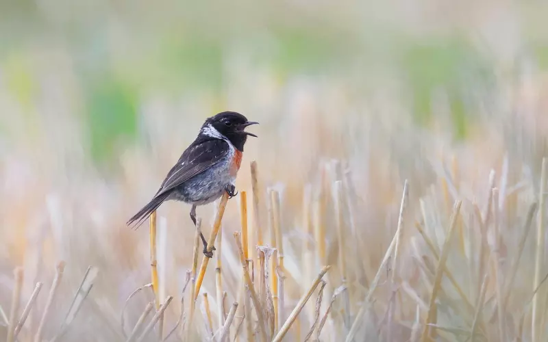 教你约会时跟女生聊这个4个话题，愉快的玩耍！
