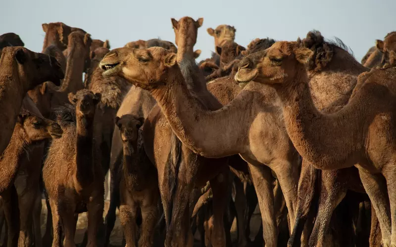 撕掉这些给自己的标签，挽回前任可以更加省心省力