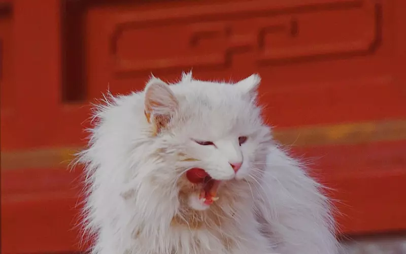 霸气挽回狮子座技巧：霸气狮子就要霸气挽回，三招让他主动复合