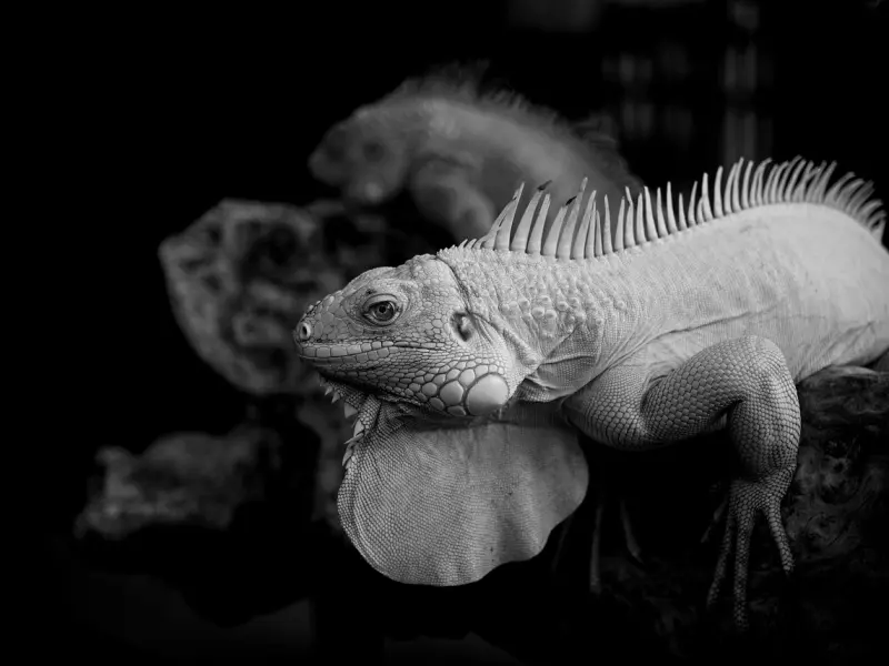 巨蟹男友分手复合技巧：挽回巨蟹男的必杀技 教你怎么做才能够真正挽回巨蟹男