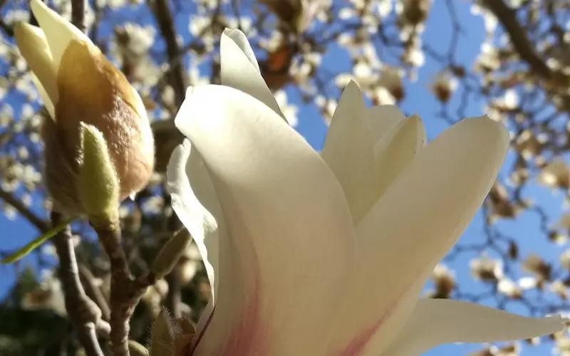 春风十里 不如泰山遇见你，男生如何提高表白成功率