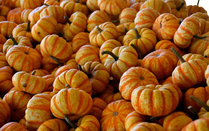 泰国佛教圣物之-葫芦