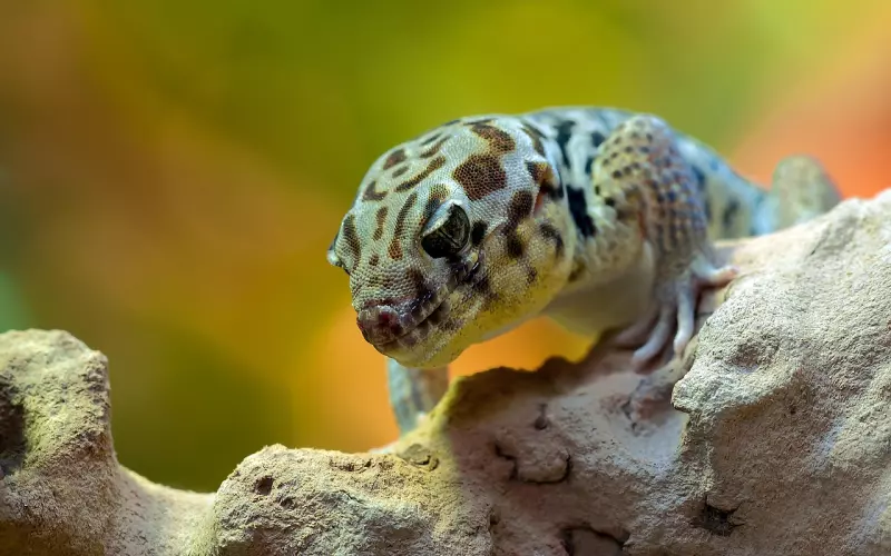 泰国佛教圣物之-壁虎