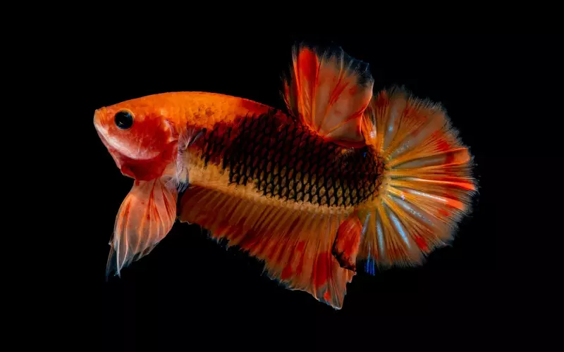 泰国佛教圣物之-招财鱼