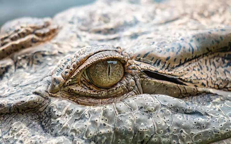 泰国佛教圣物之-守财鳄鱼