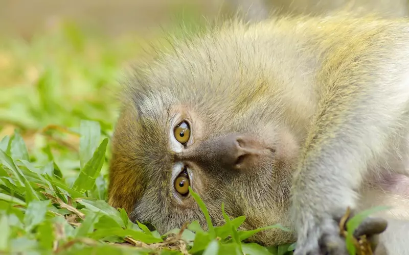 泰国名气最大最灵的四面神