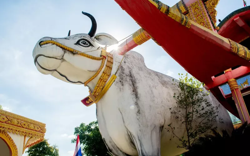 泰国佛牌圣物之-招财挡煞牛