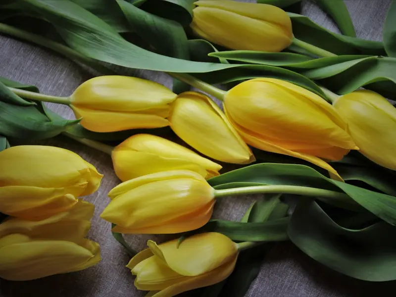 没错！就是要教你“作”