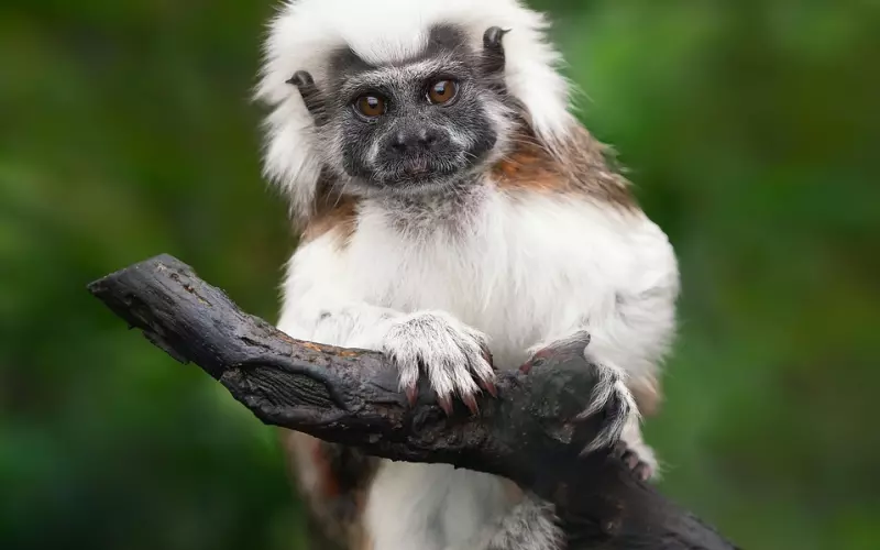 属猴的人2020年运势及适合佩戴的泰国佛牌