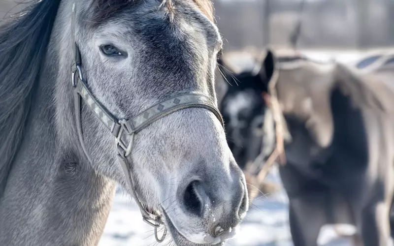 属马的人2020年运势及适合佩戴的泰国佛牌