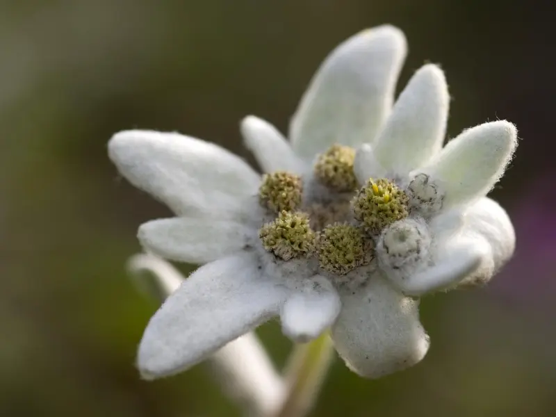 爱一个男人最好的方式，不是事事坦白，而是“三不说”