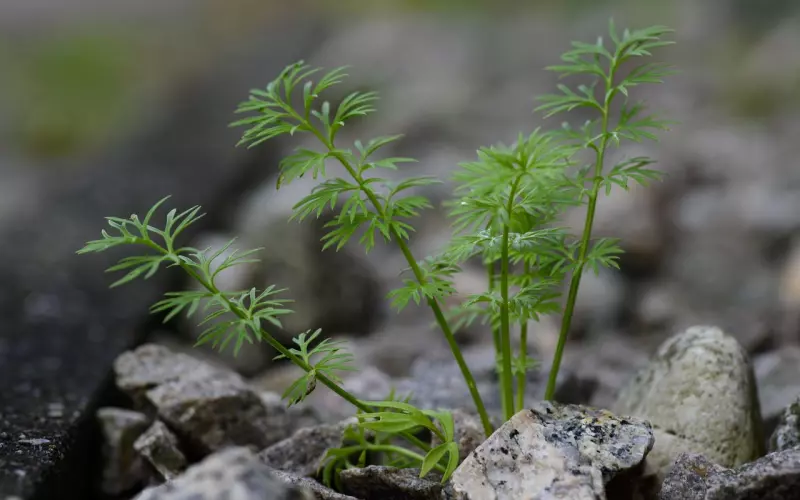 挽回女友的最好方法：挽回女友拥有坚毅精神， 让女友主动回来
