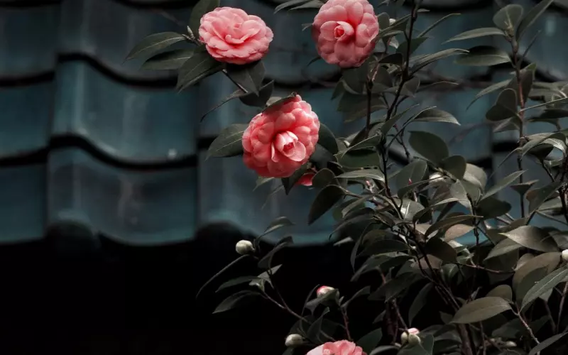 男生挽回成功！【米拉熊的春天】的成功感言