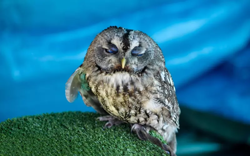 佛牌挡住子弹 救了全家