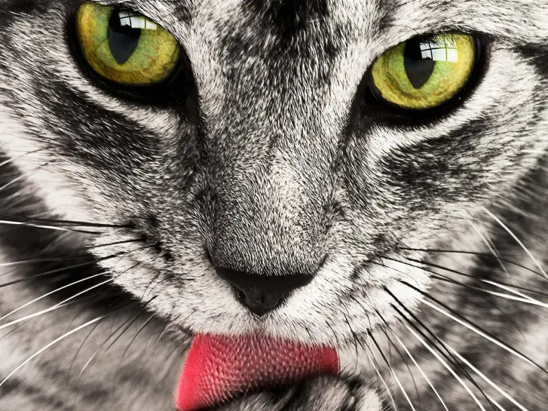 挽回女友的正确方法：挽回女友要学会这几招，拒绝跪舔