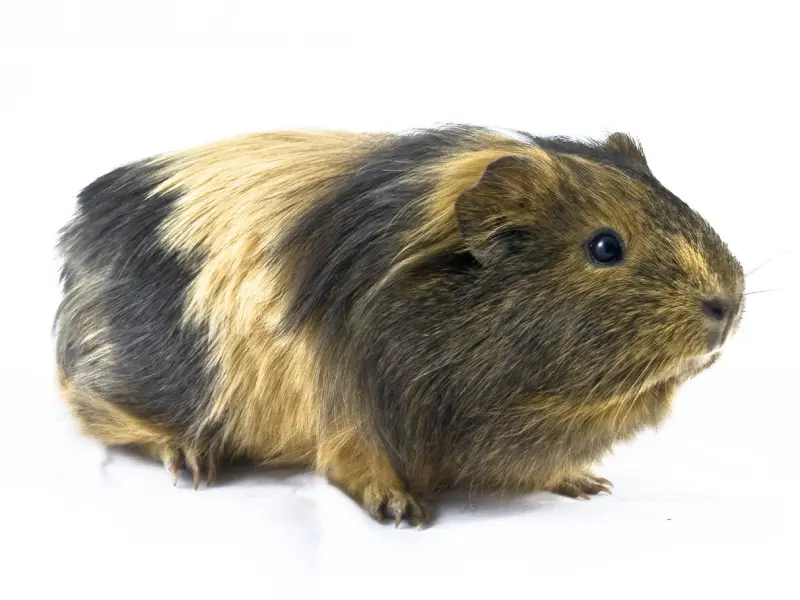 对付小三最狠的做法