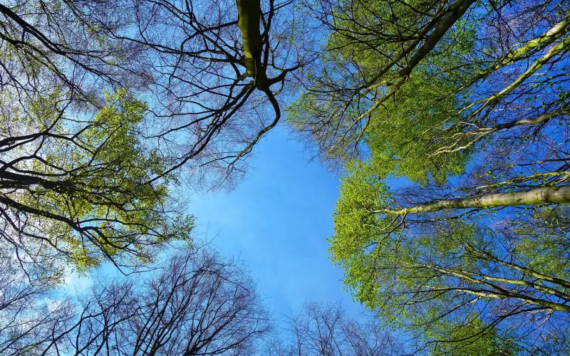 叶子的离去，是风的追求还是树的不挽留（受益终生）